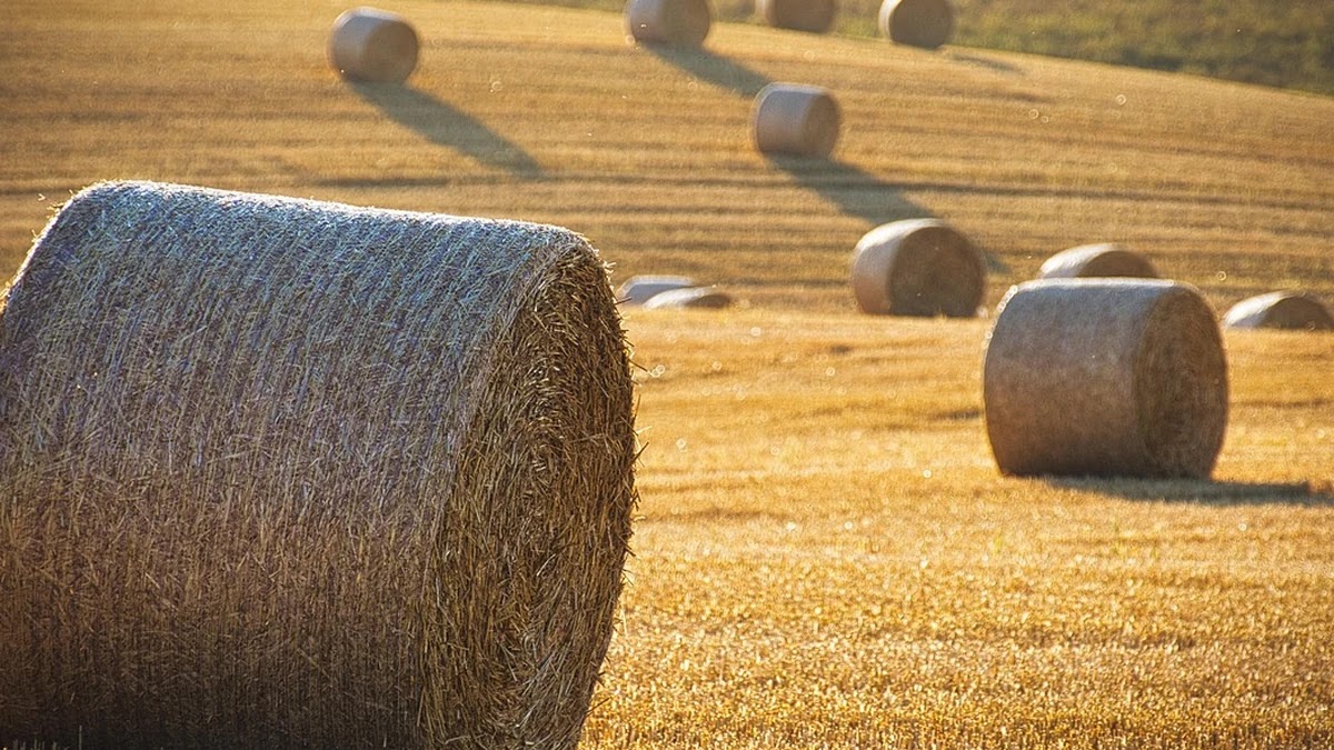 배당주 투자 시 꼭 확인해야 할 재무지표와 분석법