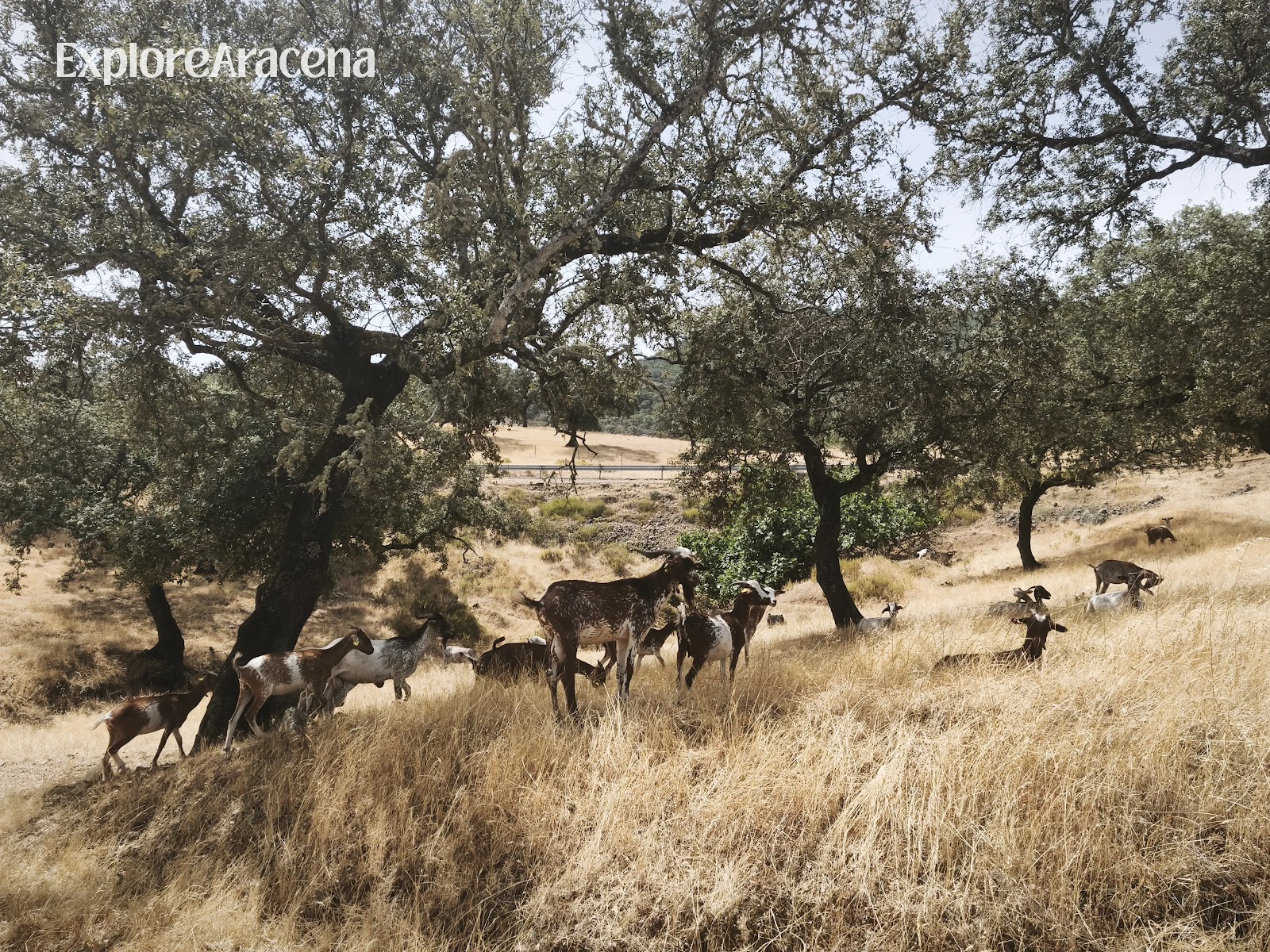Goats scattered across the rural landscape near Zufre in the Sierra de Aracena.