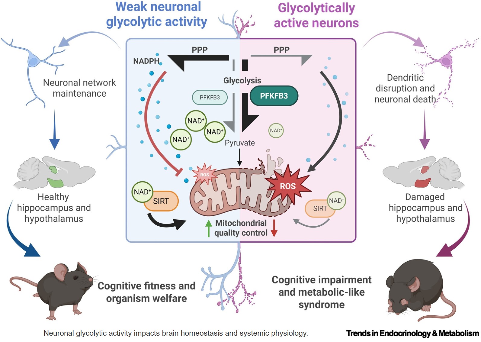 Neuronal glycolysis meets mitophagy to govern organismal wellbeing