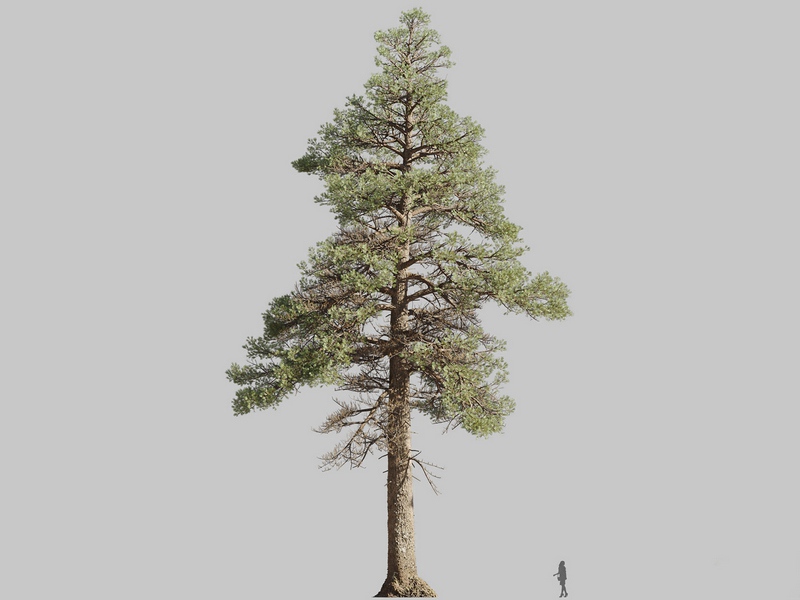 Maxtree - Plant Models Vol.126