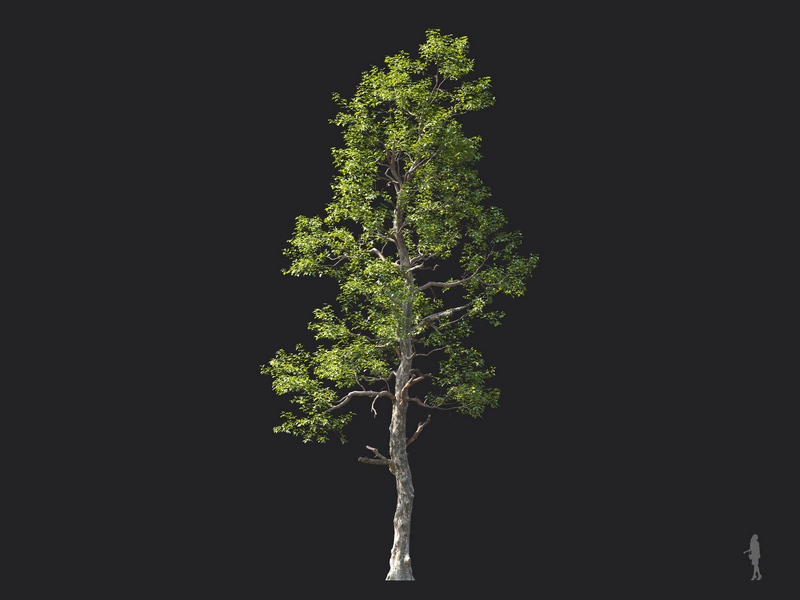 Maxtree - Plant Models Vol.124