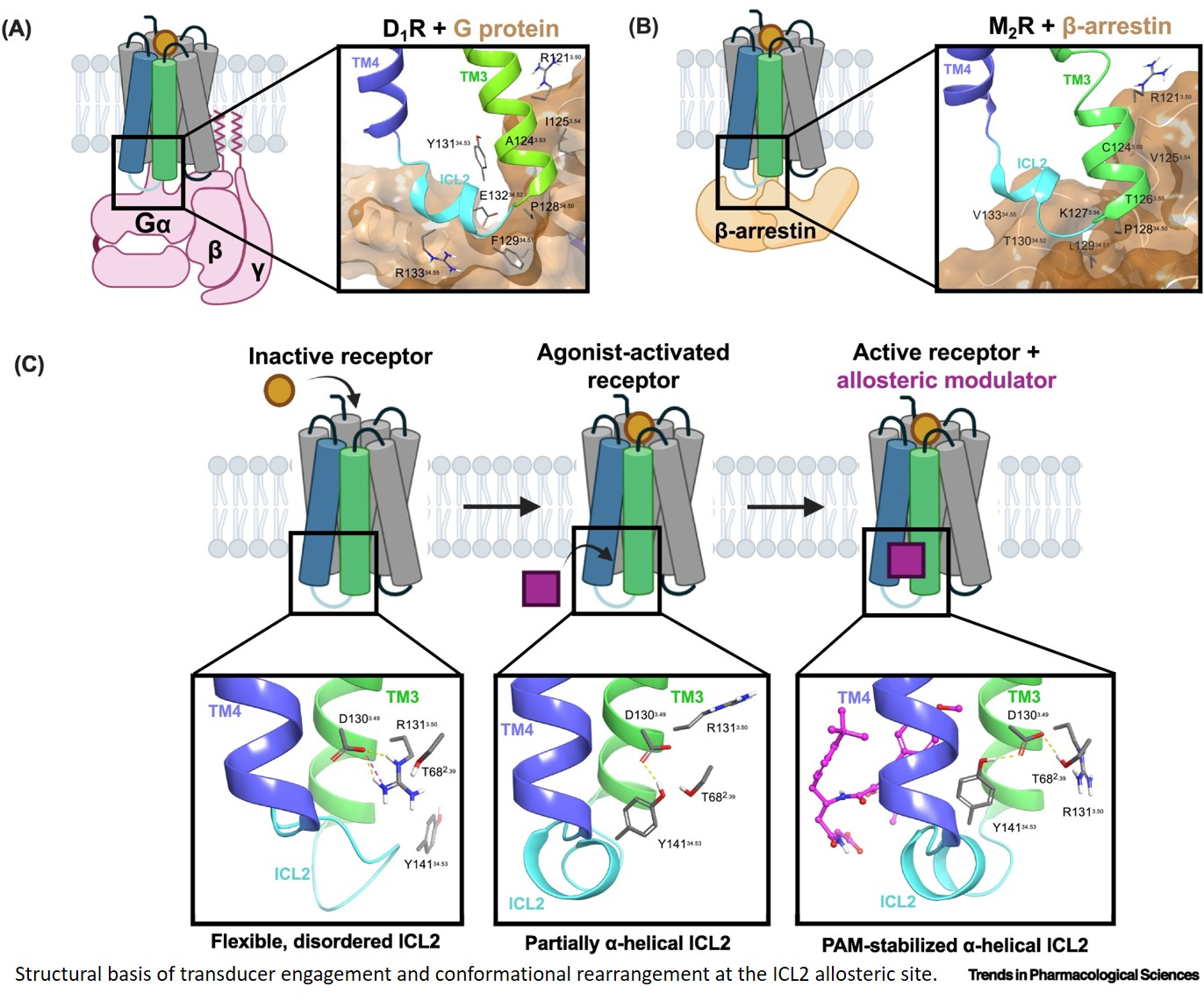 The ICL2 hub and  intracellular allosterism