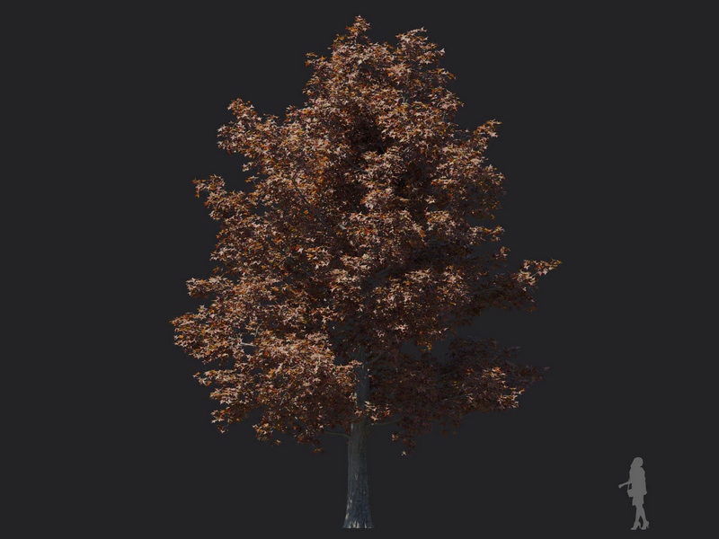 Maxtree - Plant Models Vol.116