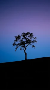 Minimalist Lone Tree Silhouette twilight Gradient Wallpaper