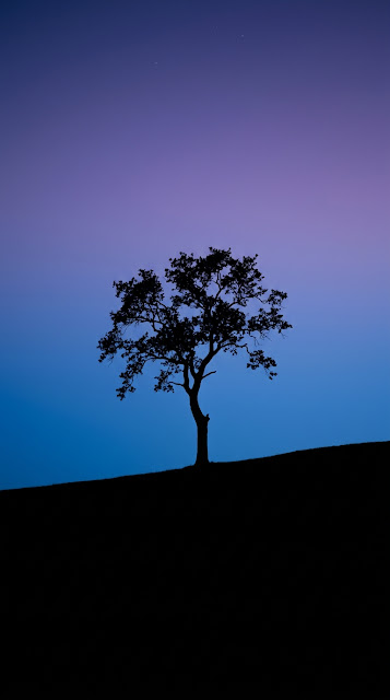 Minimalist Lone Tree Silhouette twilight Gradient Wallpaper - Free mobile Wallpaper