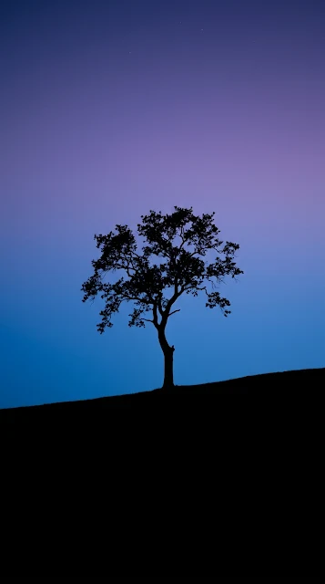 Minimalist Lone Tree Silhouette twilight Gradient Wallpaper