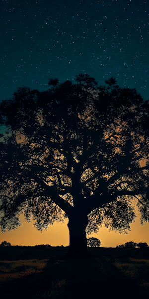 Night, Night Sky, Trees, Nature, Sunset Glow 5K Wallpaper Background