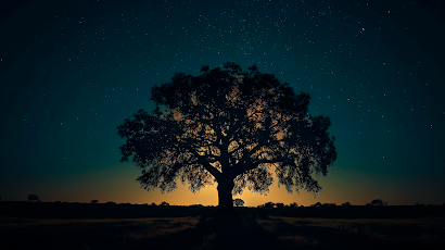 Night, Night Sky, Trees, Nature, Sunset Glow 5K Wallpaper Background