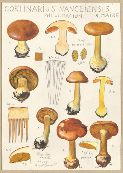 Cortinarius Nanceiensis 1915 1945
