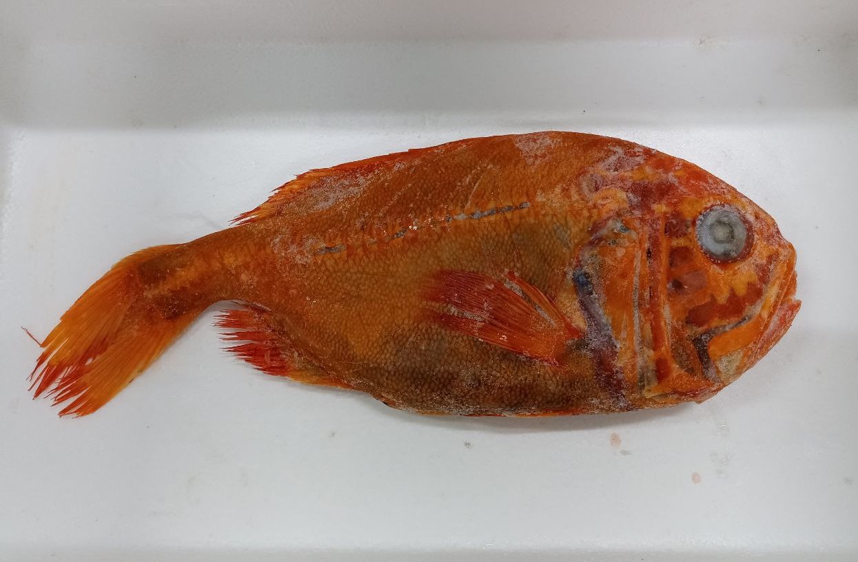 Fish Orange Roughy 1200/1500