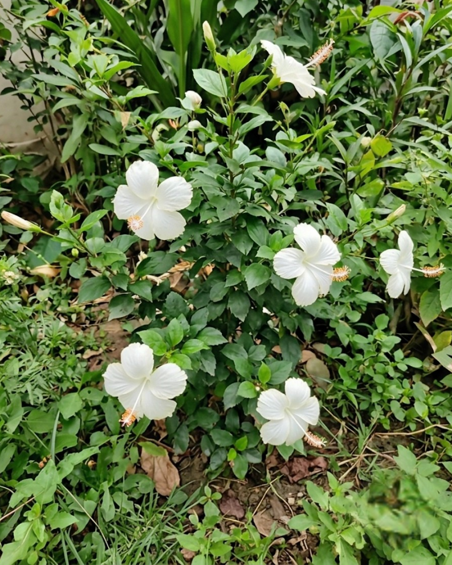 Hibiscus White Flower Plant — view 4