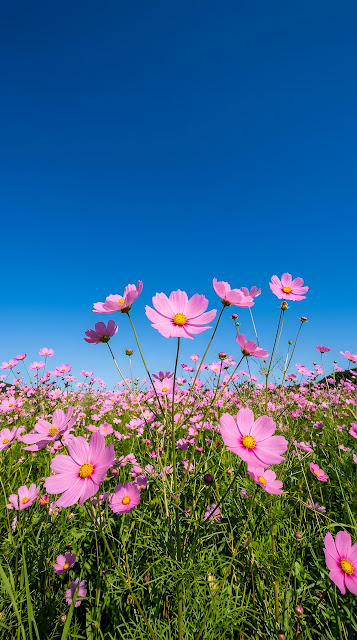 Low Angle View of Pink Cosmos Flowers Against a Clear Deep Blue Sky - Free mobile Wallpaper