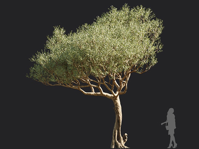 Maxtree - Plant Models Vol.113