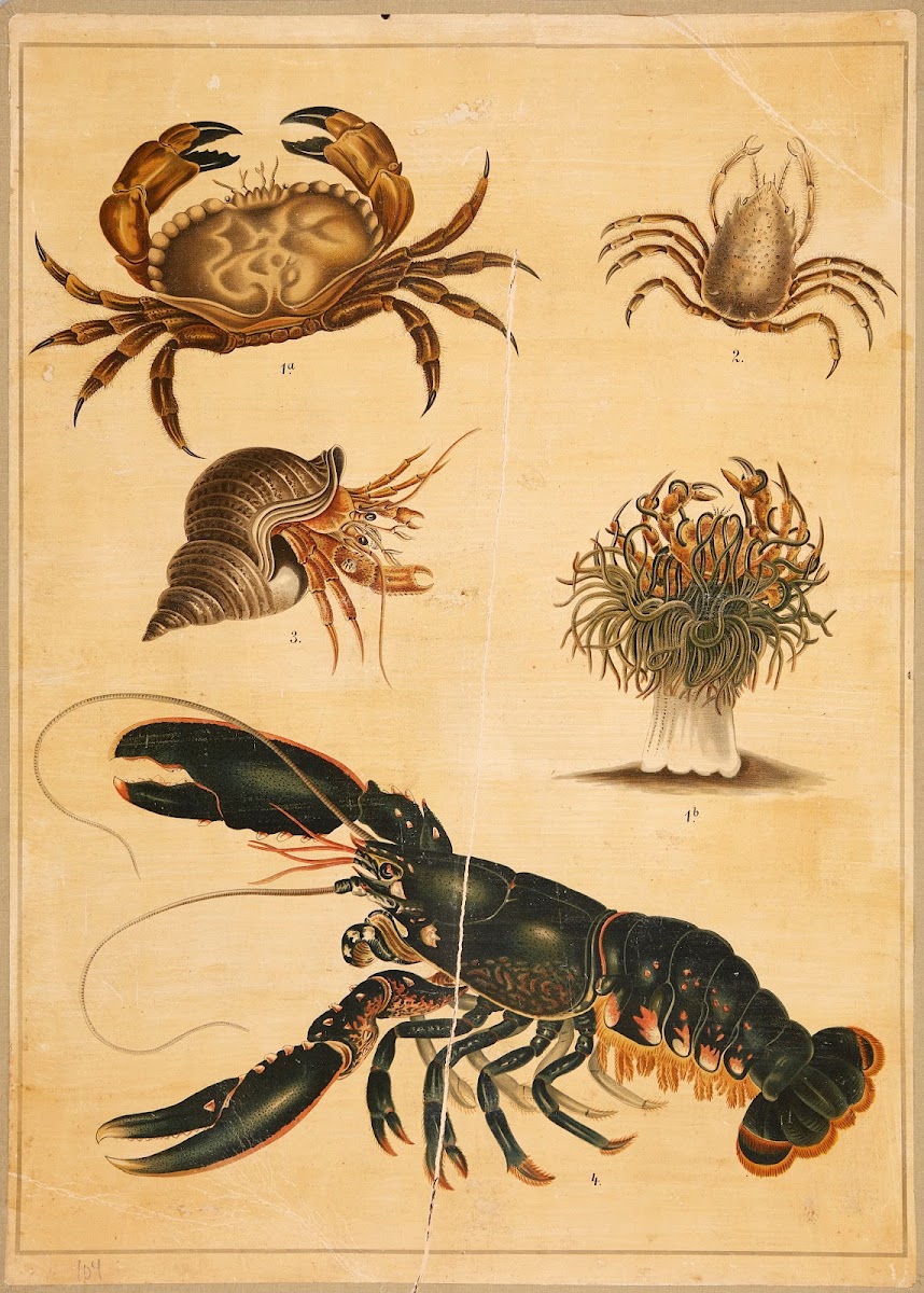 Lobster crab and hermit crab 1895
