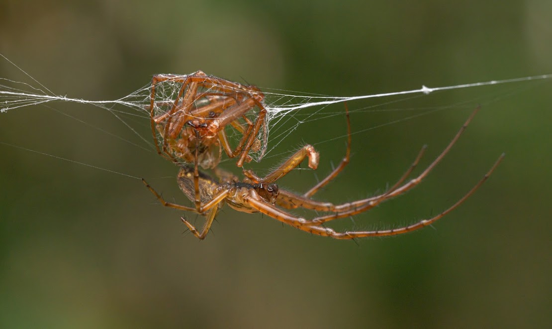 Metellina segmentata