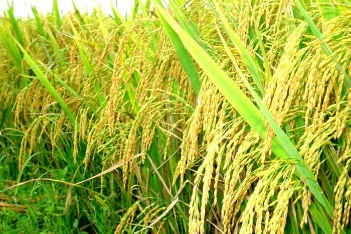 'Lúa chín không cúi đầu', câu hát làm dân mạng… cúi xuống tranh cãi - Chuyên trang Sài Gòn Tiếp Thị - Tạp chí Kinh tế Sài Gòn