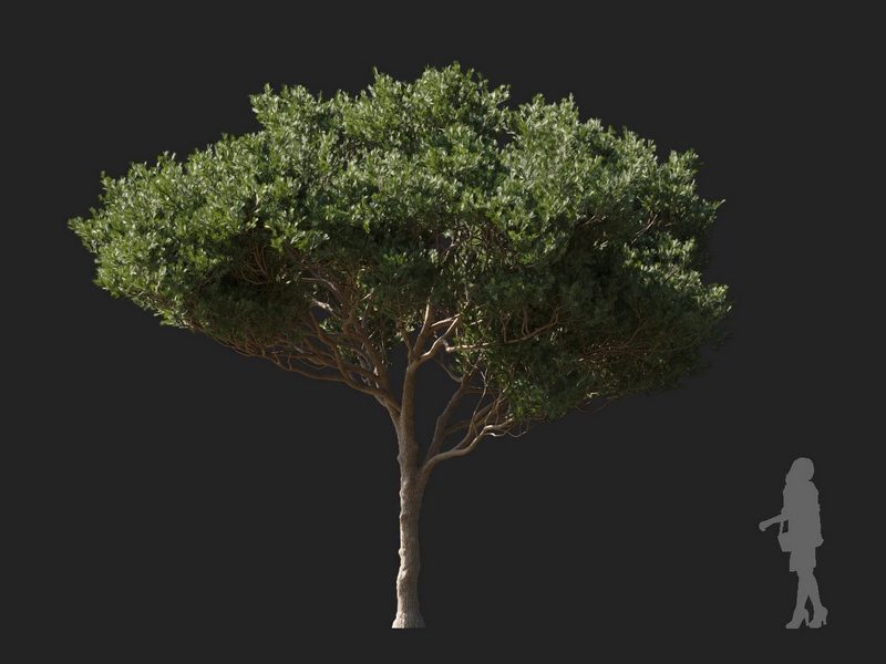 Maxtree - Plant Models Vol.127
