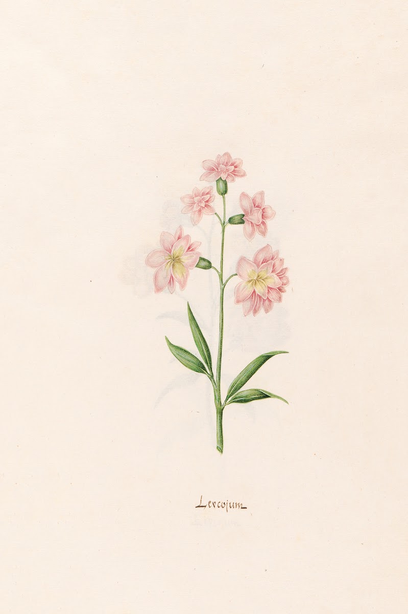 Leucojum 1692