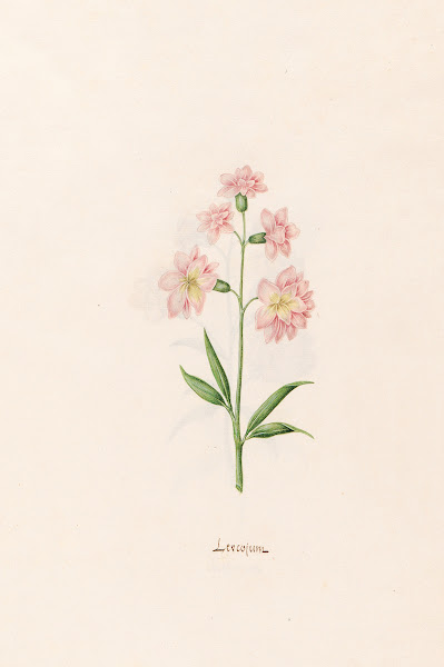 Leucojum 1692