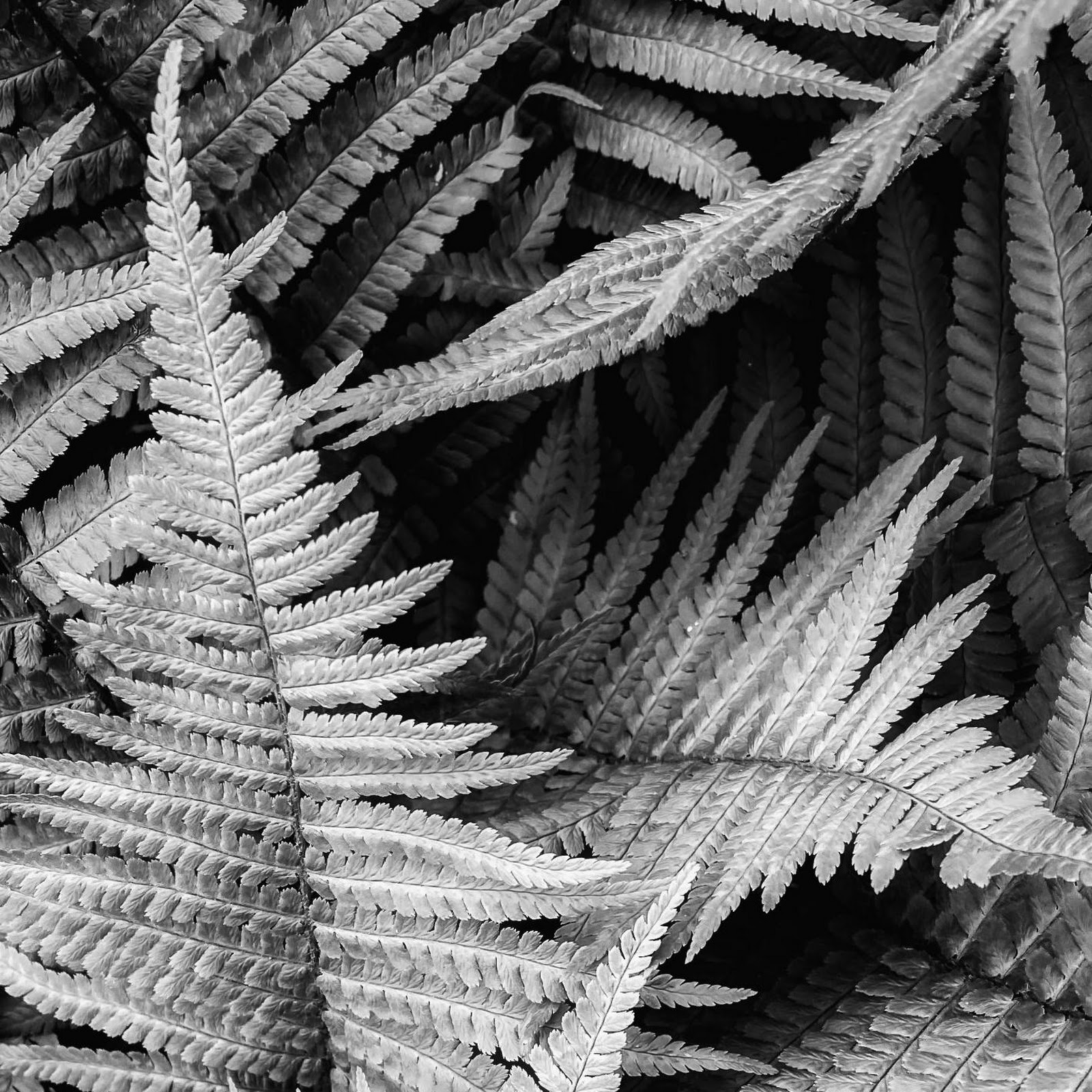 Download Black And White Fern Fronds Full HD iPhone