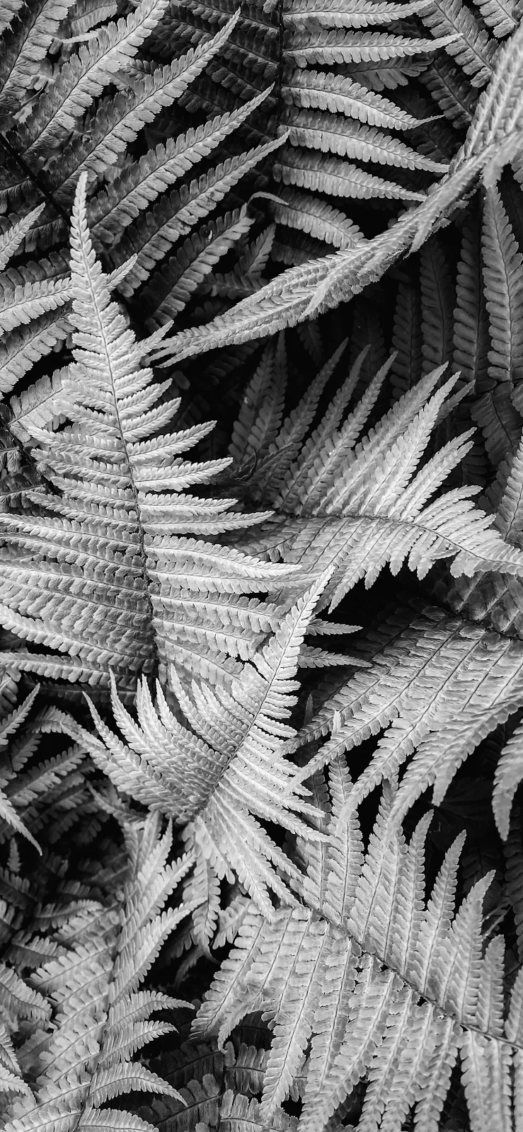 Black And White Fern Fronds - Monochrome Photography Full HD iPhone Wallpaper (1420x3073)