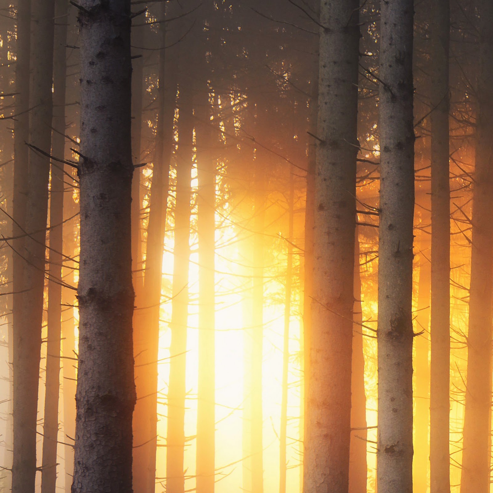 Download Forest, Trees, Sunlight, Nature 2K iPhone