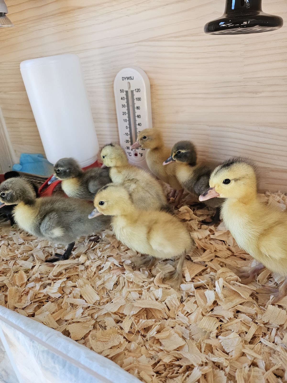 Silver Appleyard Duckling, Blue Swedish Duckling