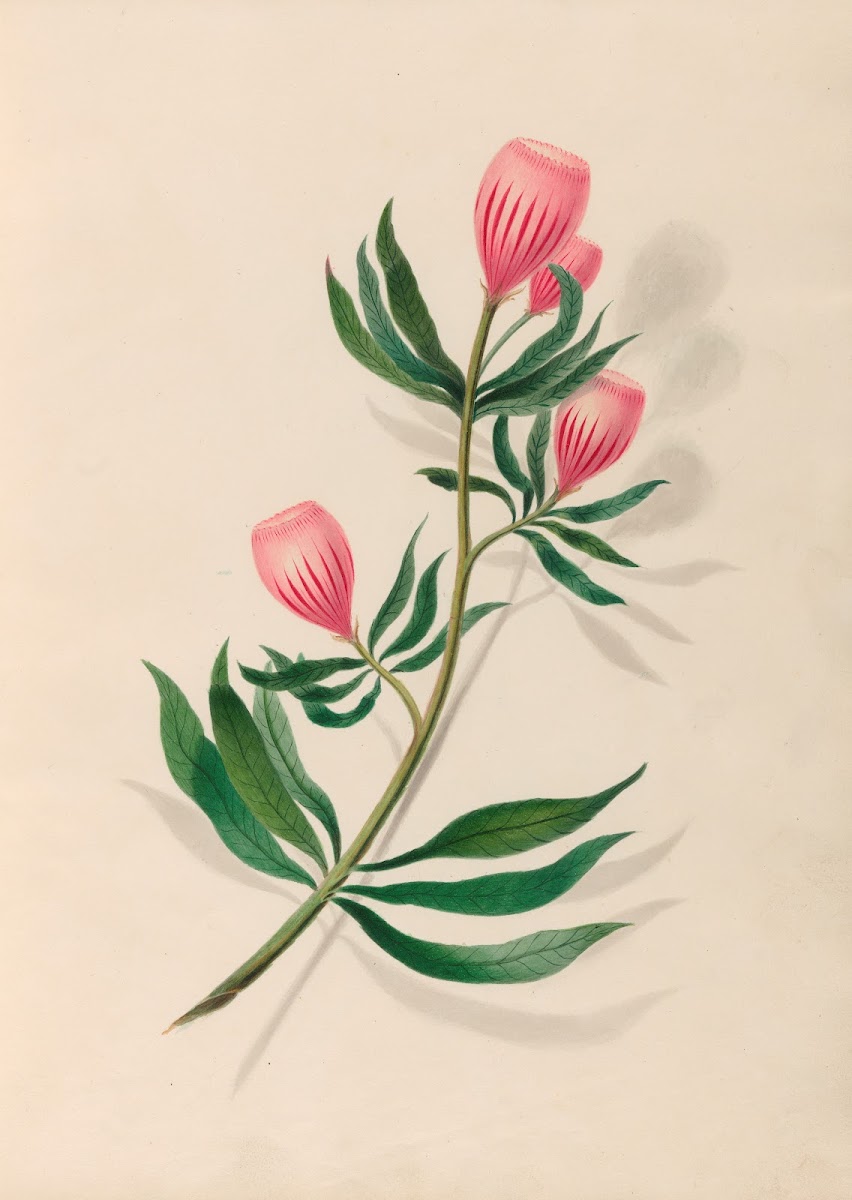 Drawings of tropical flowers and fruits from South America Pl14 1830