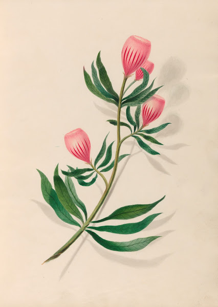 Drawings of tropical flowers and fruits from South America Pl14 1830