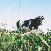 Why Do New U.S. Guidelines Treat Saturated Fats as Healthy?