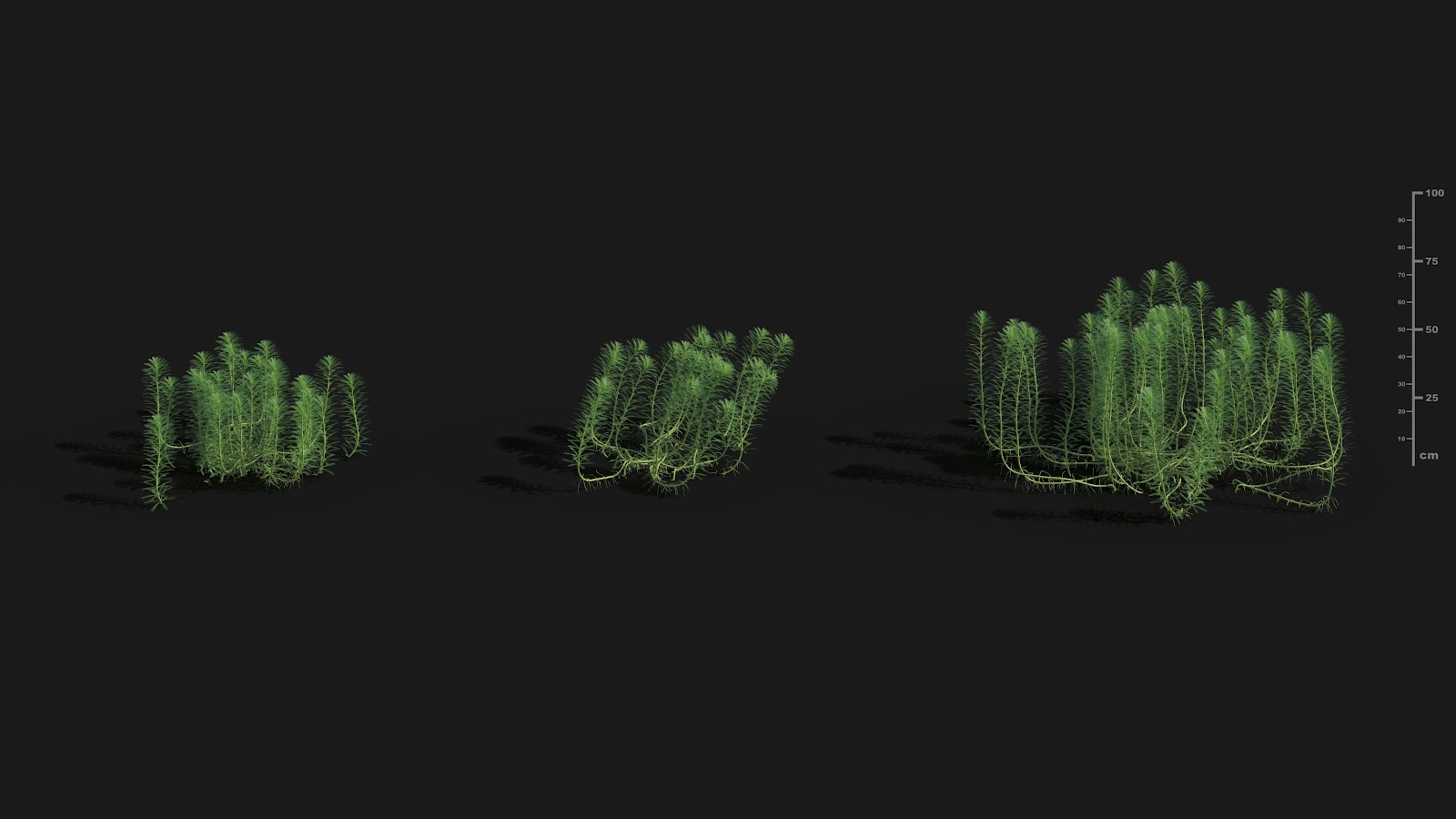 Maxtree - Plant Models Vol.29
