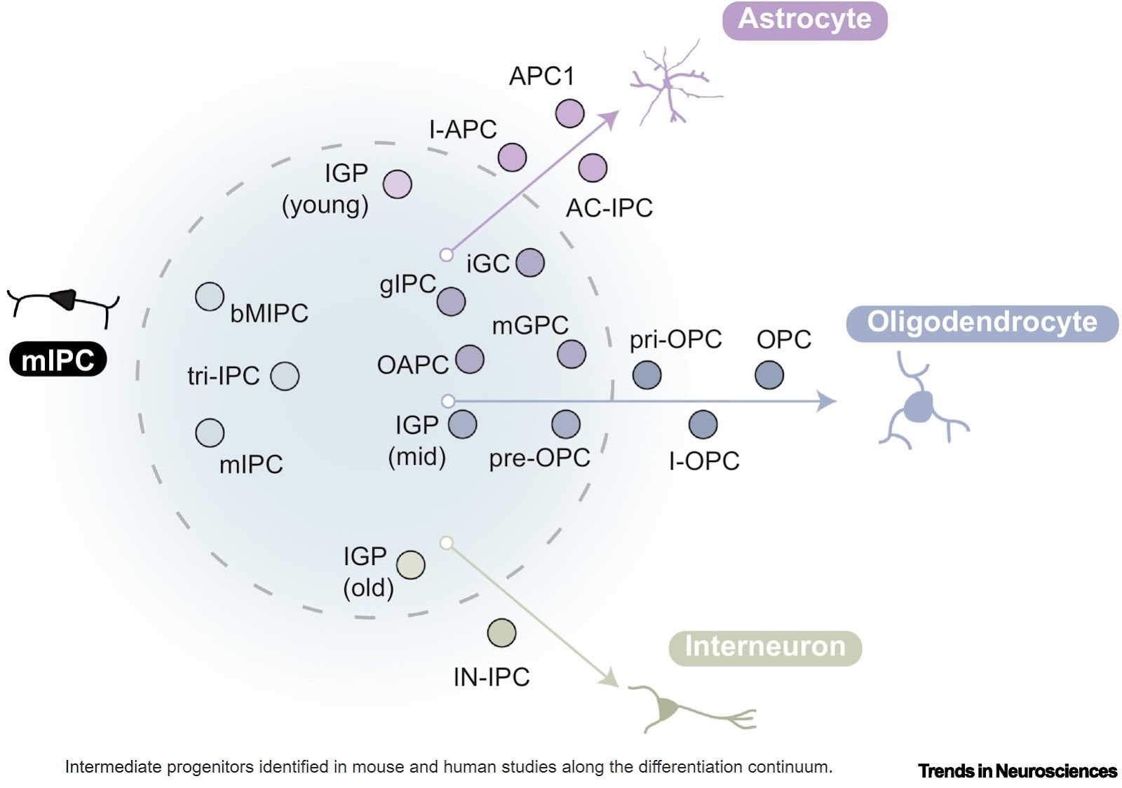Defining multipotent intermediate progenitors in cortical development