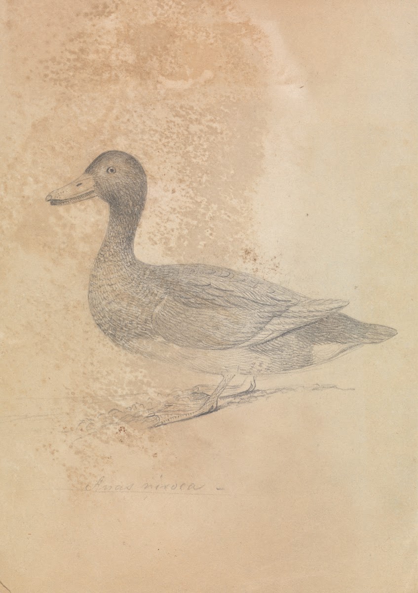 Ferruginous Duck