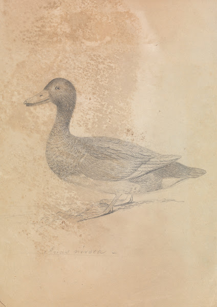 Ferruginous Duck