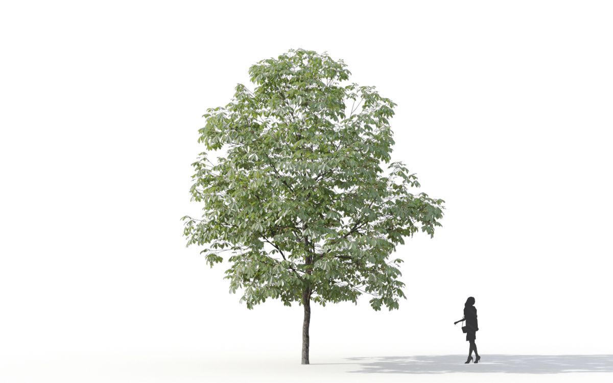 Maxtree - Plant Models Vol.11