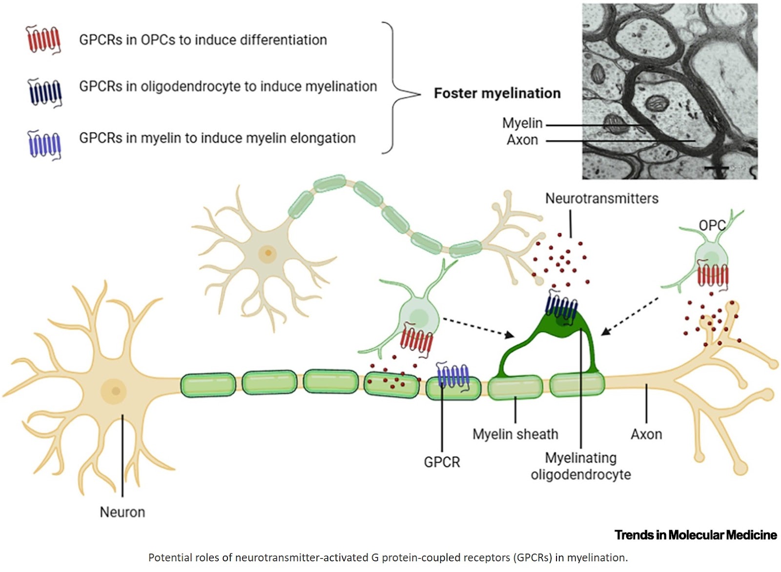 Neurotransmitter-activated GPCR signaling in myelin plasticity