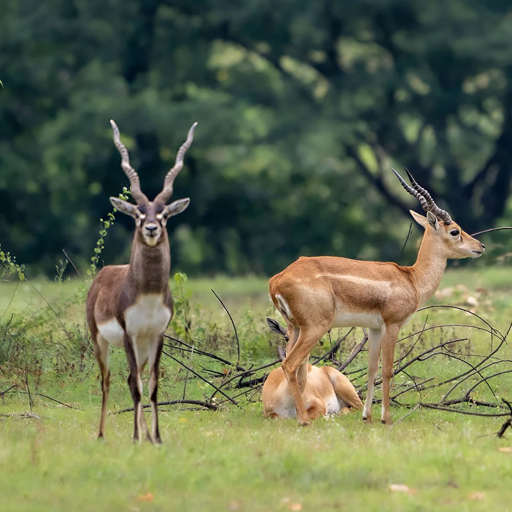 Jayamangali Blackbuck Reserve