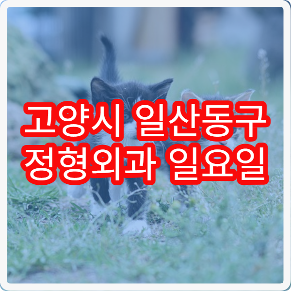 고양시 일산동구 정형외과 일요일 진료 병원 근육통 관절통 주말 진료 병원 안내