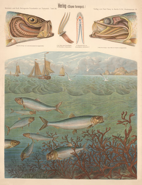 Herring Clupea harengus