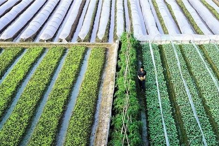 Nông nghiệp Hà Nội - đổi cách nghĩ, nâng giá trị - Báo Hà Nội Mới