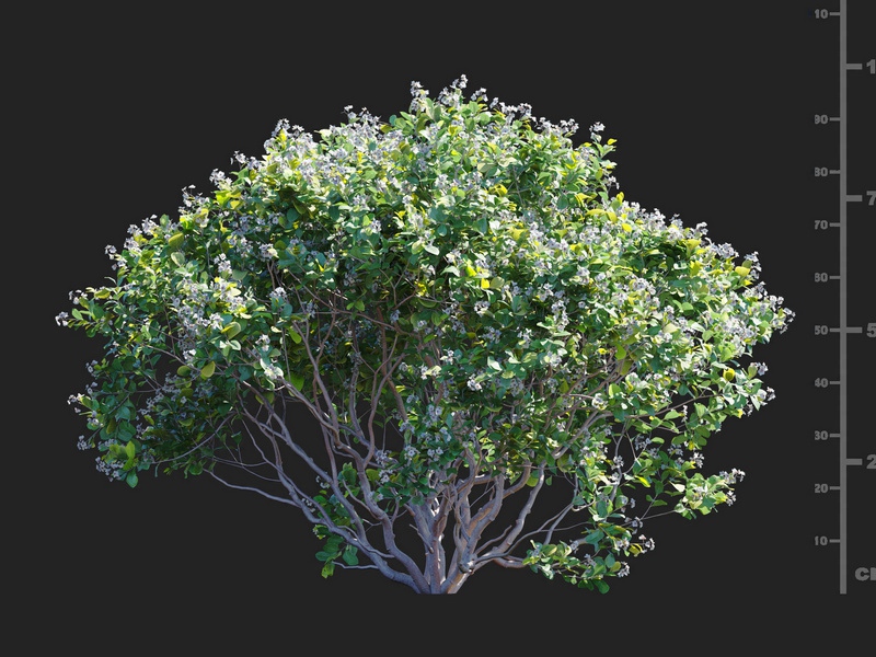Maxtree - Plant Models Vol.112