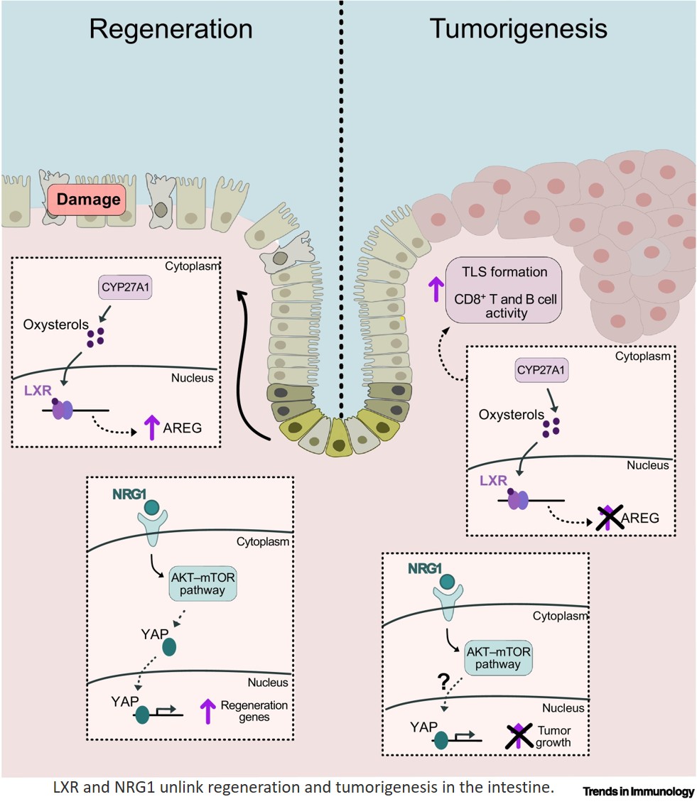How intestinal cells regenerate during inflammatory diseases without tumor risk