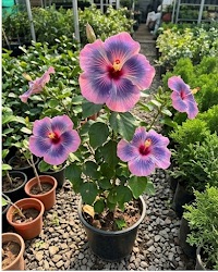 Hibiscus Midnight Tryst