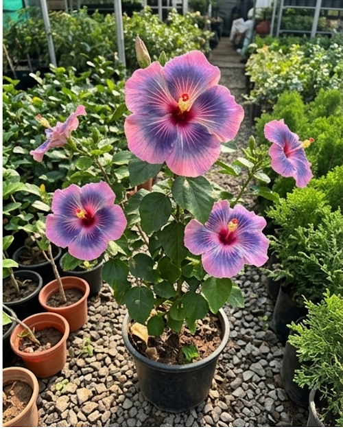 Hibiscus Midnight Tryst