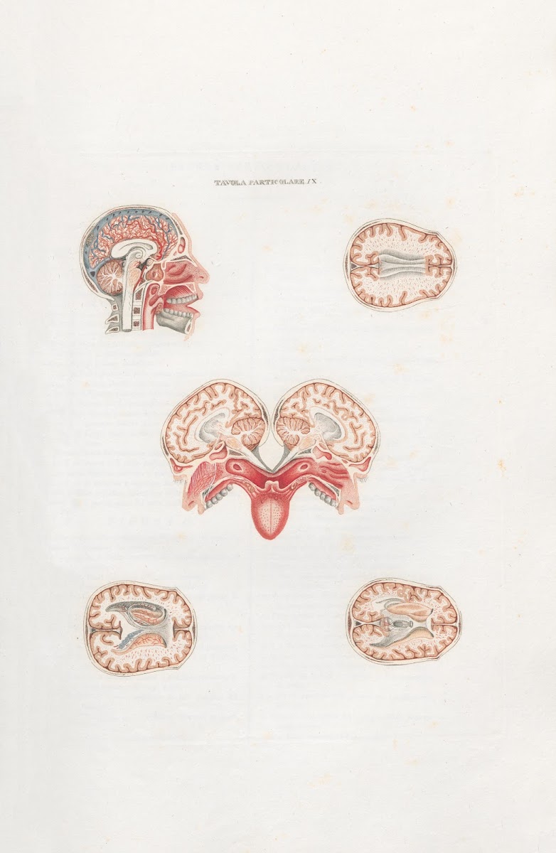 Anatomia Universale Pl26 1833
