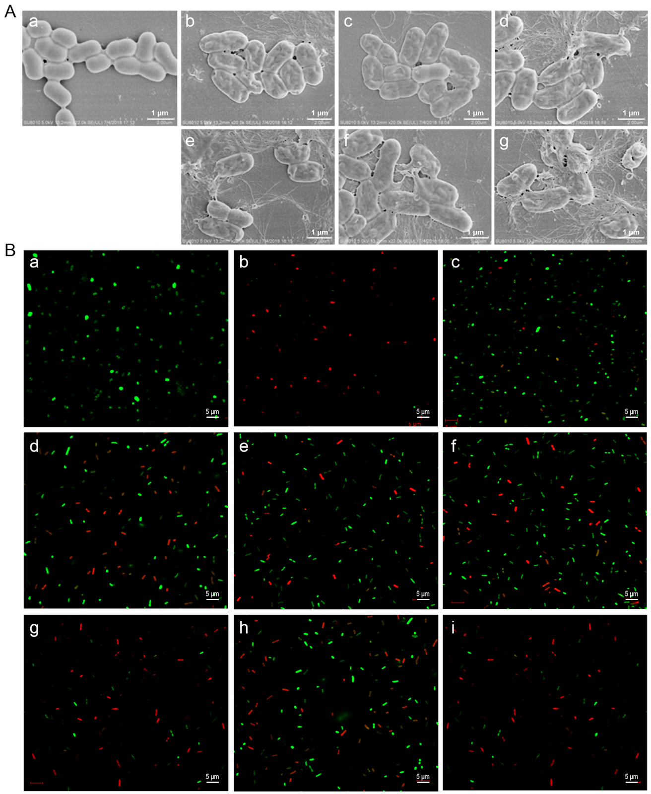 Tryptophan-substituted antimicrobial peptide temporin-1CEb: in vitro and in vivo antibacterial activity against clinically isolated multidrug-resistant Klebsiella pneumoniae