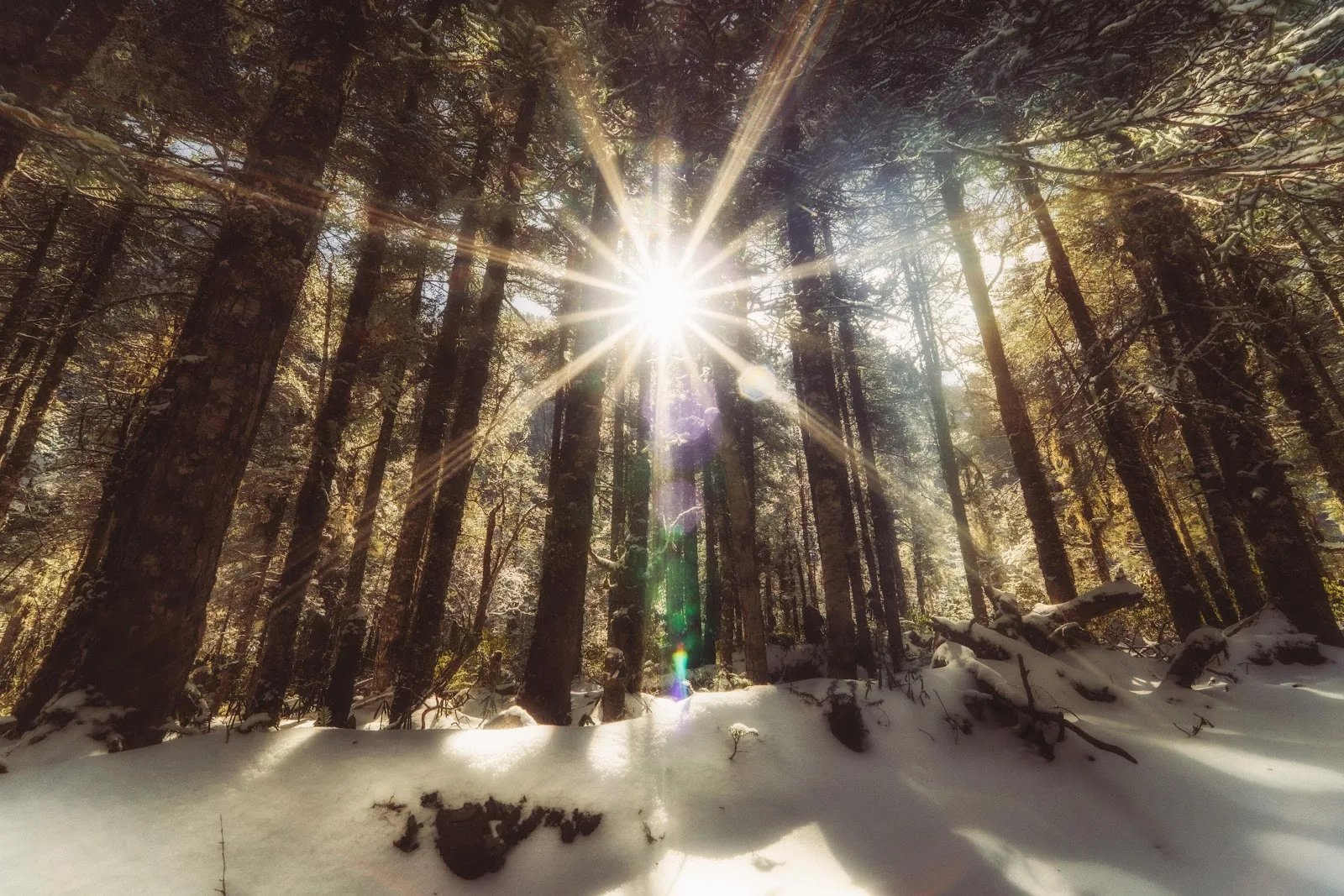 Sunlight Burst Through Snowy Forest - Sunburst Nature Photography 5K Wallpaper (5568x3712)