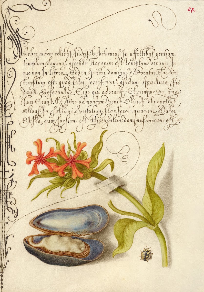 Maltese Cross Mussel and Ladybird 15611596