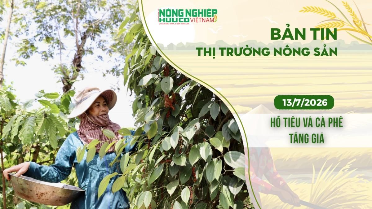 Thị trường nông sản 13/7/2026: Hồ tiêu và cà phê tăng giá - Nông nghiệp Hữu cơ Việt Nam