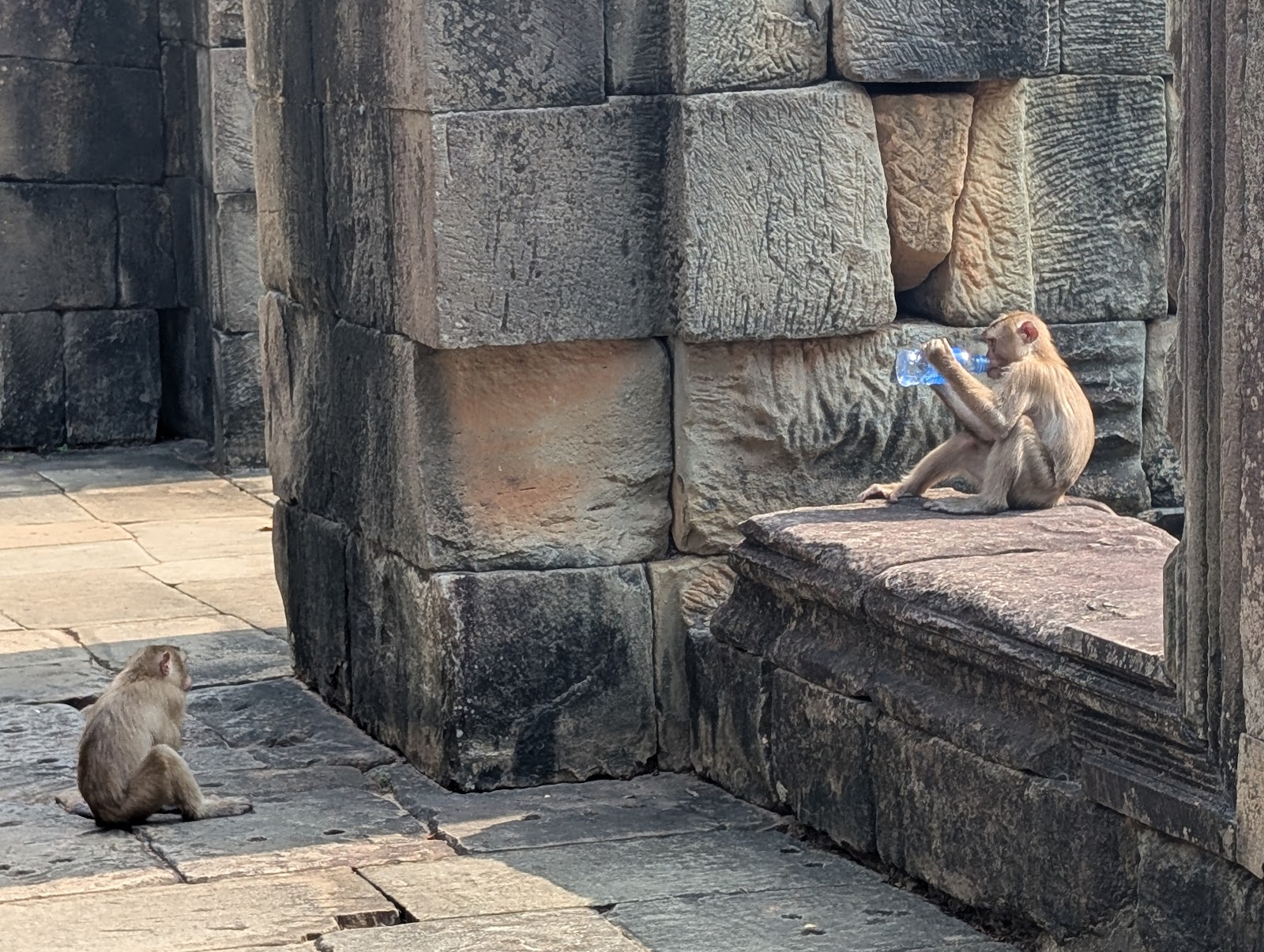 A monkey sitting on the floor of a temple beside another
                 sitting on a wall. The monkey on the wall is drinking from a
                 plastic water bottle